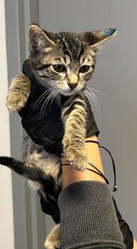 *Bumble* -  Domestic Short Hair Cat for Adoption in Salt Lake City, Utah - *Bumble* | PetCurious