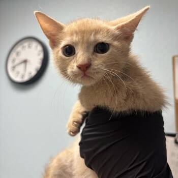 Tetris -  Domestic Short Hair Cat for Adoption in Riverside, California - Tetris | PetCurious