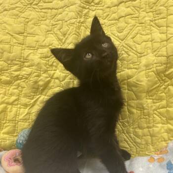 Ebony -  Domestic Short Hair Cat for Adoption in West Olive, Michigan - Ebony | PetCurious