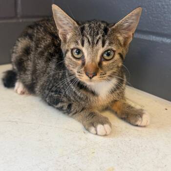 TUSC-Stray-85246_2_3_4 -  Domestic Short Hair Cat for Adoption in Tuscaloosa, Alabama - TUSC-Stray-85246_2_3_4 | PetCurious