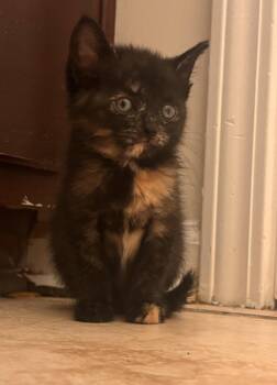 Keelie -  Tortoiseshell and Domestic Short Hair Cat for Adoption in Buford, Georgia - Keelie | PetCurious