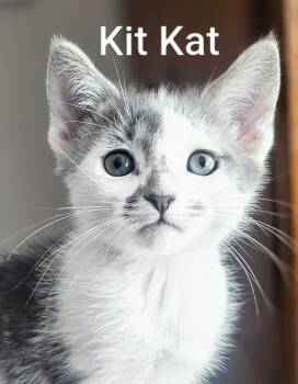 Kit Kat - Rancho Cucamonga PetSmart -  Domestic Short Hair Cat for Adoption in Yorba Linda, California - Kit Kat - Rancho Cucamonga PetSmart | PetCurious