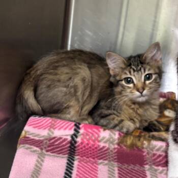 Elsa -  Domestic Short Hair Cat for Adoption in Brookfield, Missouri - Elsa | PetCurious