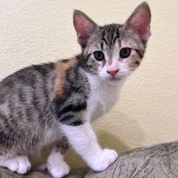 Iris -  Domestic Short Hair Cat for Adoption - Iris | PetCurious