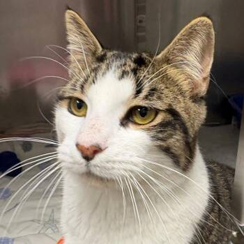 Domestic Short Hair Cats Available for Adoption - Milo | PetCurious