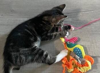 Sonya -  Tabby and Domestic Short Hair Cat for Adoption in Richardson, Texas - Sonya | PetCurious