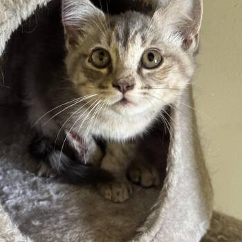 Flax -  Domestic Short Hair Cat for Adoption in Crossville, Tennessee - Flax | PetCurious