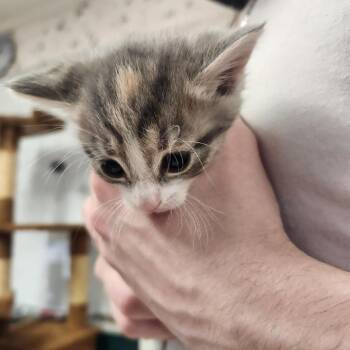 Alberta (Sunny) -  Domestic Short Hair Cat for Adoption in Newport News, Virginia - Alberta (Sunny) | PetCurious