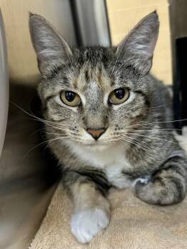 Lemon Shark -  Domestic Short Hair Cat for Adoption in Wichita, Kansas - Lemon Shark | PetCurious