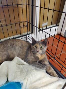 Nandina -  Domestic Short Hair Cat for Adoption in Salisbury, Maryland - Nandina | PetCurious