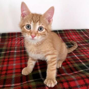 Bentley -  Domestic Short Hair Cat for Adoption in Green Bay, Wisconsin - Bentley | PetCurious