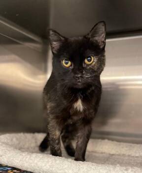 Rescue Domestic Short Hair Cats for Adoption in Spring Brook, New York - Ember | PetCurious