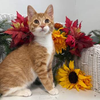 Jack Boy Slim 56589 -  Domestic Short Hair Cat for Adoption in Eaton Rapids, Michigan - Jack Boy Slim 56589 | PetCurious
