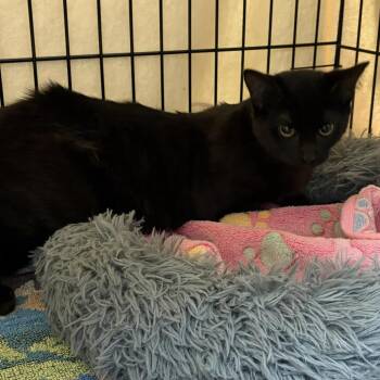 Domestic Short Hair Cats Available for Adoption - Thackery Binx | PetCurious