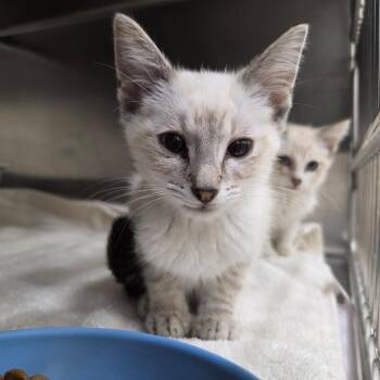Xari -  Domestic Short Hair Cat for Adoption in Auburn, Alabama - Xari | PetCurious