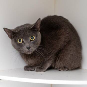 Marceline -  Domestic Short Hair Cat Available for Adoption in New York, New York - Marceline | PetCurious