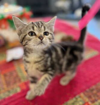 Rescue Domestic Short Hair Cats for Adoption in Midland, Virginia - Demelza | PetCurious