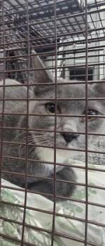 Timber -  Domestic Short Hair Cat for Adoption in West Chester, Pennsylvania - Timber | PetCurious