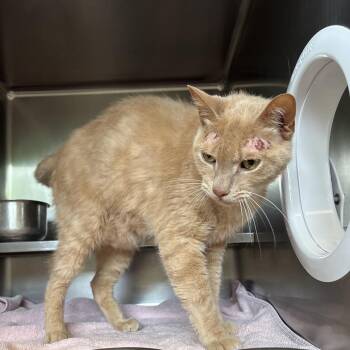 Jude Paw -  Domestic Short Hair and Mixed Breed Cat for Adoption in Bristol, Indiana - Jude Paw | PetCurious