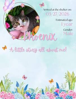 Domestic Short Hair Cats Available for Adoption - Phoenix | PetCurious