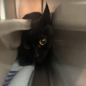 Domestic Short Hair Cats Available for Adoption in Saint Joseph, Missouri - Pepper X | PetCurious