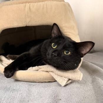 Gristle -  Domestic Short Hair Cat for Adoption in State College, Pennsylvania - Gristle | PetCurious