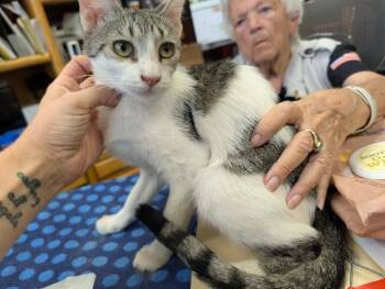 Patty -  Tabby Cat for Adoption in Grand Junction, Colorado - Patty | PetCurious