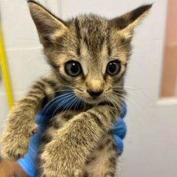 Archie -  Domestic Short Hair Cat for Adoption in West Palm Beach, Florida - Archie | PetCurious