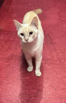 Miss Greta -  Siamese Cat for Adoption in Hoopeston, Illinois - Miss Greta | PetCurious
