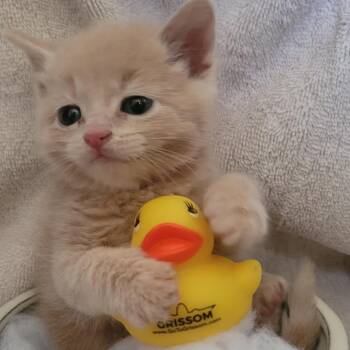 TAC -  Domestic Medium Hair Cat for Adoption in Tipton, Indiana - TAC | PetCurious