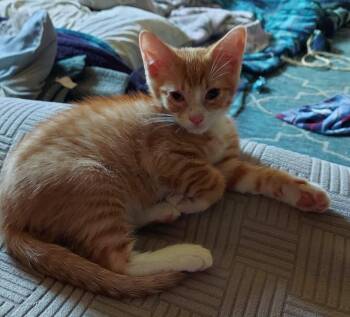 Groot -  Tabby Cat for Adoption in Richmond, Virginia - Groot | PetCurious