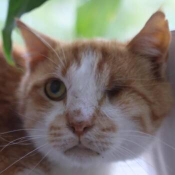 Harvey -  Domestic Short Hair Cat for Adoption in Grand Rapids, Minnesota - Harvey | PetCurious