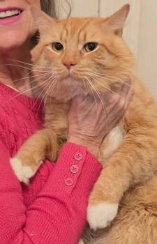 Topaz -  Domestic Medium Hair Cat for Adoption in New York, New York - Topaz | PetCurious