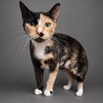 Domestic Short Hair Cats Available for Adoption in Houston, Texas - Sadie | PetCurious