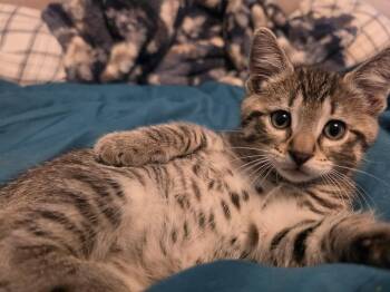 Robert -  Domestic Short Hair Cat for Adoption in Portland, Oregon - Robert | PetCurious