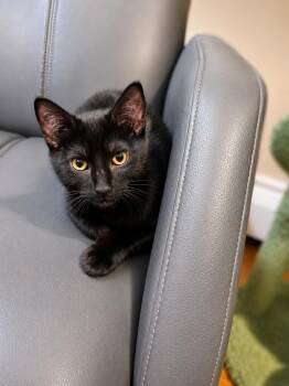 Sol the Soulful -  Domestic Short Hair Cat for Adoption in Stamford, Connecticut - Sol The Soulful | PetCurious