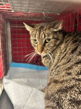 Rescue Domestic Short Hair Cats for Adoption in Westbury, New York - Henrietta Hempstead | PetCurious