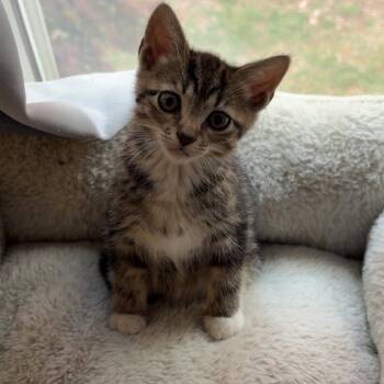 Domestic Short Hair Cats Available for Adoption in Bel Air, Maryland - HoHo | PetCurious