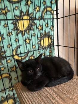Coraline -  Domestic Short Hair Cat for Adoption in Camp Hill, Pennsylvania - Coraline | PetCurious