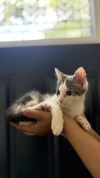 Kylo -  Domestic Short Hair Cat for Adoption in Wheaton, Illinois - Kylo | PetCurious