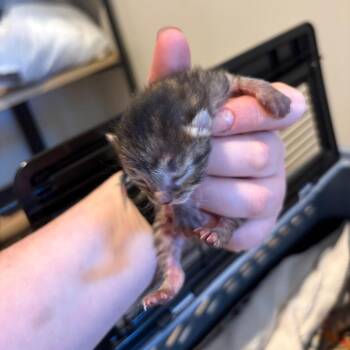 RC -  American Shorthair Cat for Adoption in Greenfield, Indiana - RC | PetCurious