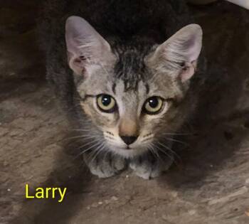 Larry -  Domestic Short Hair Cat for Adoption in Bossier City, Louisiana - Larry | PetCurious