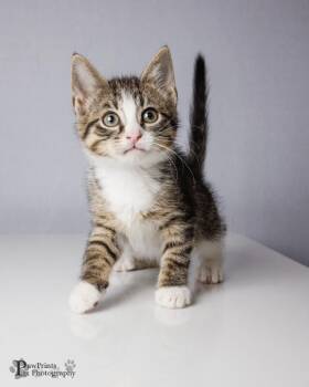 Domestic Short Hair Cats Available for Adoption in Maryville, Tennessee - Asher | PetCurious