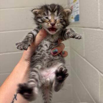 Biscuit -  Domestic Short Hair Cat for Adoption in Bristol, Indiana - Biscuit | PetCurious