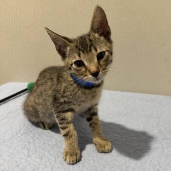 Roo -  Domestic Short Hair Cat for Adoption in Clearwater, Florida - Roo | PetCurious