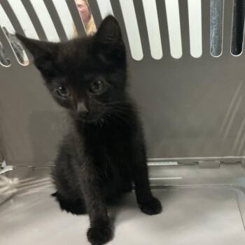 Adora -  Domestic Short Hair Cat for Adoption in Allentown, Pennsylvania - Adora | PetCurious