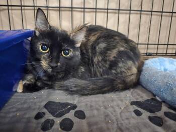 Tortoiseshell Cats Available for Adoption - Bitsy | PetCurious