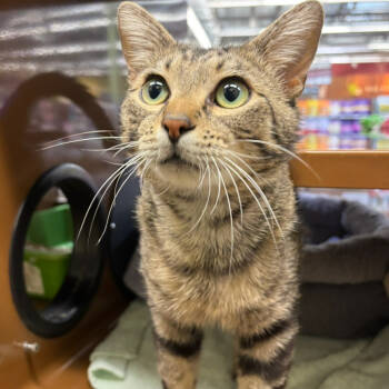 Rescue Domestic Short Hair Cats for Adoption in Morgan Hill, California - Adonis | PetCurious