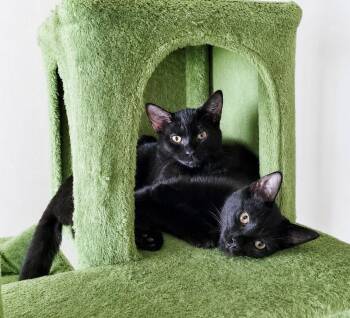 Barney & Wilma -  Domestic Short Hair Cat for Adoption in Pickerington, Ohio - Barney & Wilma | PetCurious