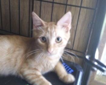 Connor -  Domestic Short Hair Cat for Adoption in PORT WENTWRTH, Georgia - Connor | PetCurious